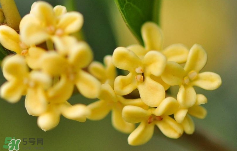 新鮮桂花怎么清洗？新鮮桂花可以冷凍嗎？