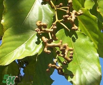 吃拐棗對(duì)人有什么好處？拐棗哪里有賣的