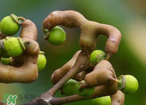新鮮拐棗吃著澀怎么處理？拐棗為什么澀