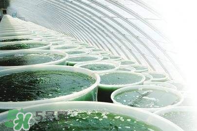 螺旋藻是飯前吃還是飯后吃？螺旋藻怎么吃？