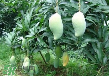 芒果有哪些品種？哪種芒果最好吃？