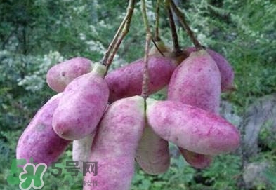 八月瓜可以補腎嗎？八月瓜的營養(yǎng)價值
