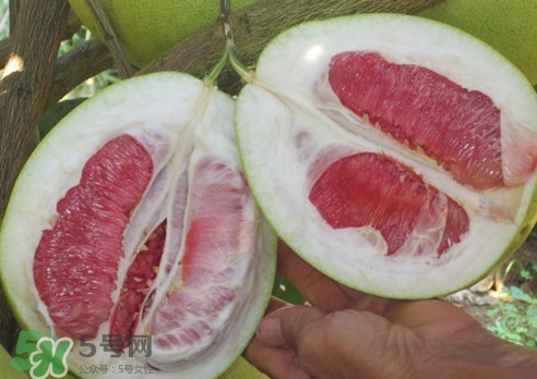 紅肉蜜柚是哪里產(chǎn)的？紅肉蜜柚的種植技術(shù)