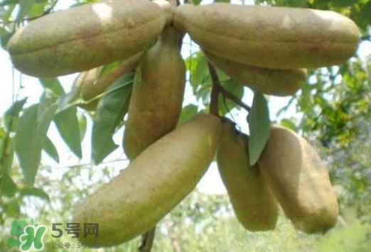 八月瓜可以經(jīng)常吃嗎？八月瓜可以多吃嗎？
