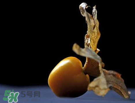 姑娘果可以泡水喝嗎？姑娘果怎么泡水喝？