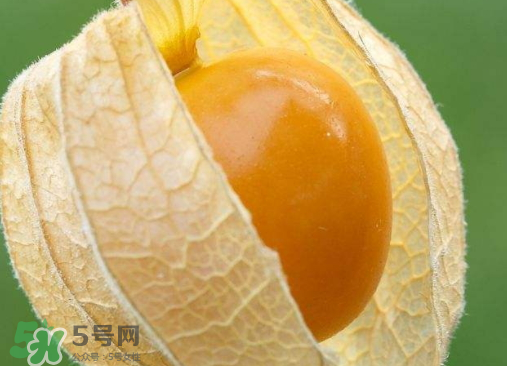 燈籠果是熱性還是涼性？燈籠果是涼性的嗎？