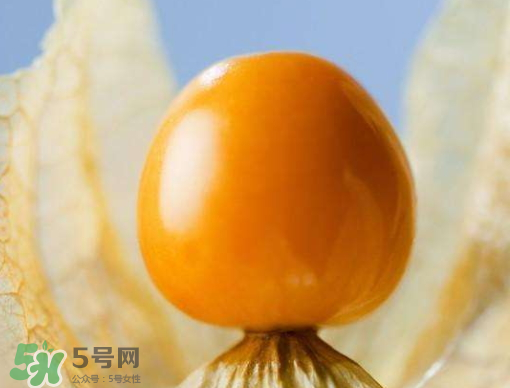 燈籠果是熱性還是涼性？燈籠果是涼性的嗎？