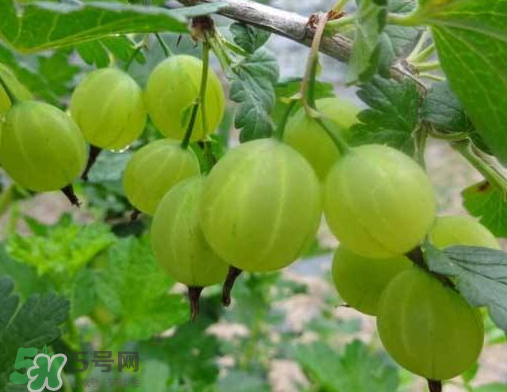 燈籠果什么時(shí)候種植？燈籠果怎么種植？