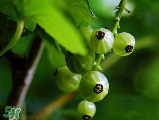 燈籠果什么時(shí)候種植？燈籠果怎么種植？