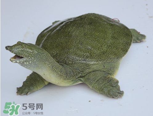 甲魚是魚嗎？甲魚是發(fā)物嗎