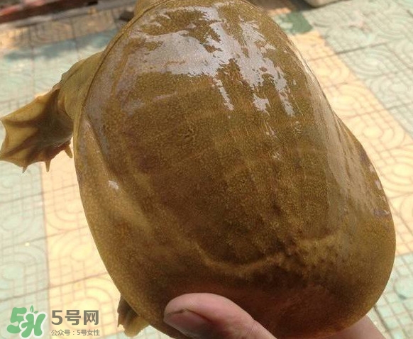 甲魚又叫什么？甲魚吃什么食物