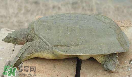 腳魚是什么？腳魚和烏龜?shù)膮^(qū)別