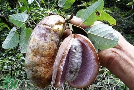 八月瓜能種植嗎？八月瓜怎么種植？