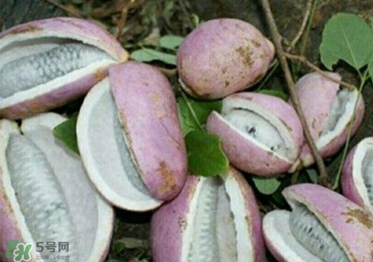 八月瓜能種植嗎？八月瓜怎么種植？