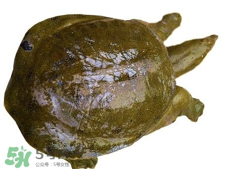 腳魚不能和什么一起吃？腳魚可以燉蟲草嗎