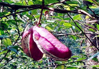 八月瓜能種植嗎？八月瓜怎么種植？