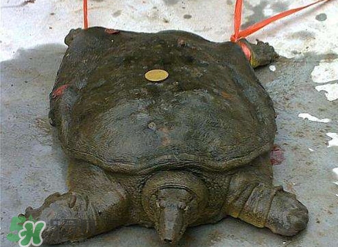 甲魚是烏龜嗎？甲魚是王八嗎？