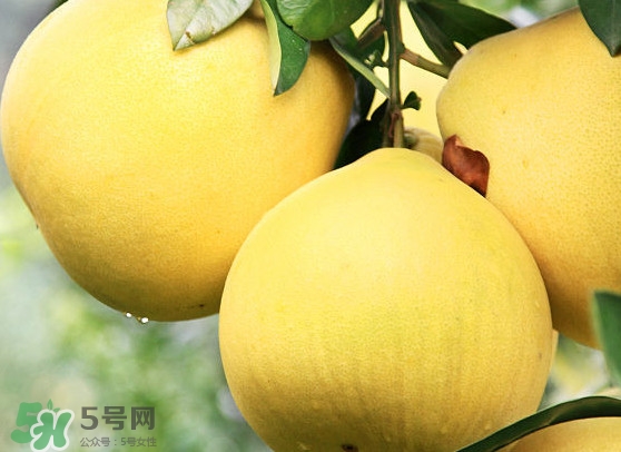 經(jīng)期能吃蜜柚嗎？蜜柚能和葡萄一起吃嗎