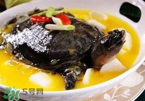 甲魚是魚嗎？甲魚是發(fā)物嗎