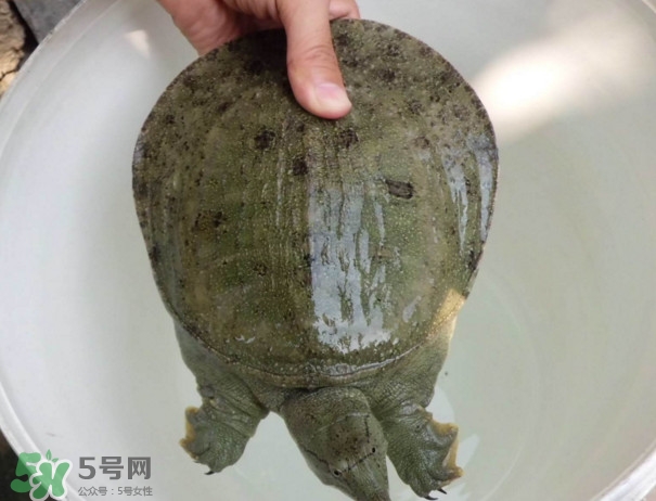 甲魚是熱性還是涼性？甲魚是淡水魚嗎