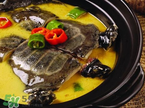 甲魚又叫什么？甲魚吃什么食物