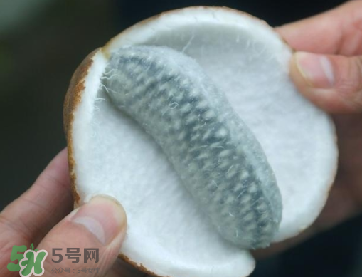 八月瓜可以補腎嗎？八月瓜的營養(yǎng)價值