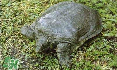 甲魚是烏龜嗎？甲魚是王八嗎？
