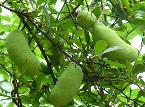 八月瓜的藥用價(jià)值有哪些？八月瓜能治什么?。?></p><h3>八月瓜怎么吃</h3><p>很多人都不懂八月瓜怎么吃。如果八月瓜的果皮發(fā)軟，但沒(méi)裂開，或是裂開但果皮不發(fā)軟，都證明還沒(méi)有完全熟透，我們不需急著食用。那么八月瓜怎么吃呢?</p><p>1、八月瓜還沒(méi)發(fā)軟，可以放置5-7天后與蜂蜜或冰糖混著吃，達(dá)到更好的保健效果。雖然八月瓜的種子數(shù)較多，但是種子也能吃，而且有利消化。此外，種子洗干凈后還能種植，或是榨油，或是藥用。</p><p>2、如果買回來(lái)的八月瓜果皮果肉已經(jīng)是軟的，可以除去保鮮膜后，掰開果皮，用勺挑取果肉吃。連皮帶籽一起吃，能促進(jìn)腸胃蠕動(dòng)和幫助消化。</p><p>3、八月札、金櫻子、海金砂根各4兩，天葵子8兩，熬藥，分3天服用，可以治療淋巴結(jié)核。</p><p>4、三葉木通根或果1兩，加水煎熬服用，可以治療胃腸脹悶。</p><p>5、八月瓜30g，小茴香10g，橘核12g，加水煎熬服用，可疏肝理氣、散結(jié)、小腹疼痛。</p> </div>
<div align=