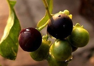 龍葵果可以治癌癥嗎？吃龍葵果有什么好處