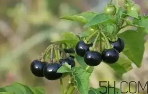 龍葵果有毒嗎？龍葵果怎么吃