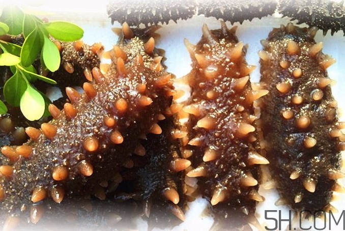海參能和西紅柿一起吃嗎？海參和什么一起吃最好？