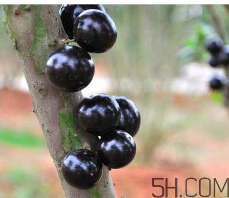 樹(shù)葡萄皮和核能吃嗎？樹(shù)葡萄多久結(jié)果