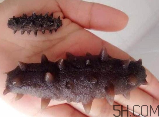 海參是海鮮嗎？海參是動物還是植物？