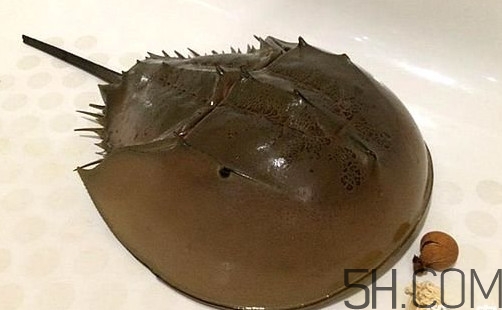 中華鱟是保護動物嗎？中華鱟和圓尾鱟的區(qū)別