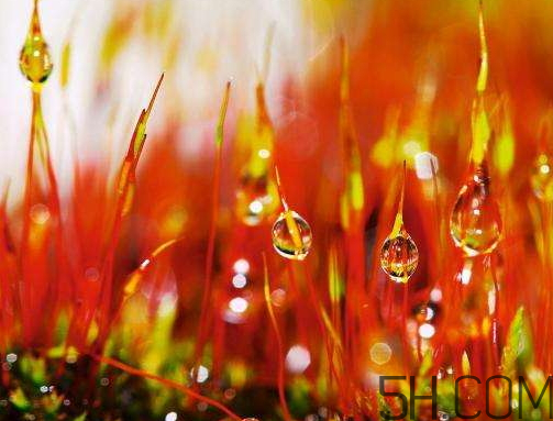 2017年寒露會下雨嗎？寒露下雨好嗎？