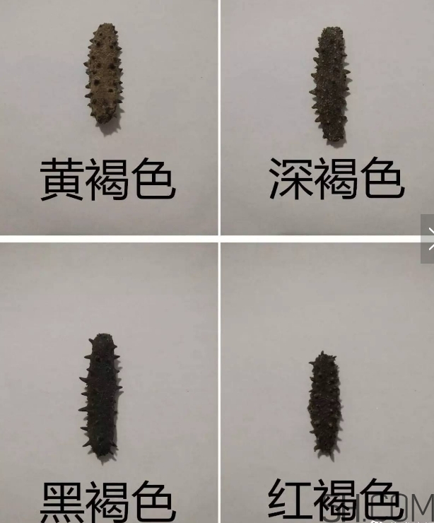 海參顏色深好還是淺好？海參顏色發(fā)白時(shí)怎么回事？