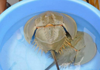 中華鱟能吃嗎？中華鱟怎么讀