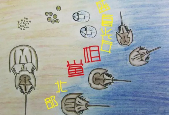 中華鱟能活多久？中華鱟最大能長多大