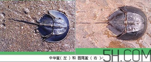 中華鱟是保護動物嗎？中華鱟和圓尾鱟的區(qū)別