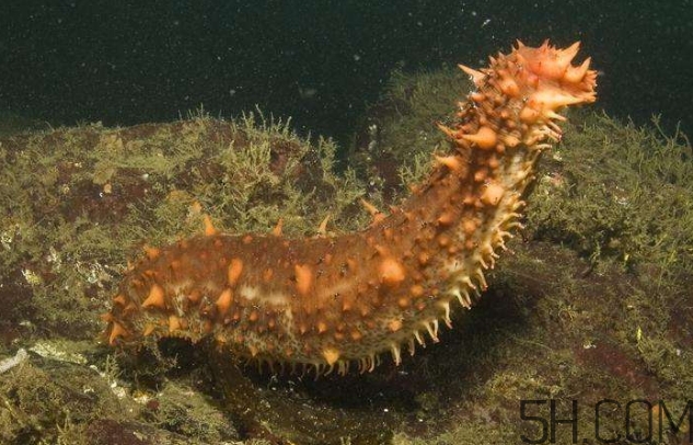 海參是海鮮嗎？海參是動物還是植物？