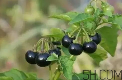 龍葵果是黑天天嗎？龍葵果是黑枸杞嗎？
