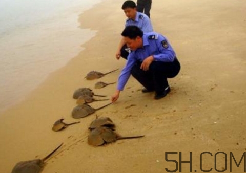 中華鱟是保護動物嗎？中華鱟和圓尾鱟的區(qū)別