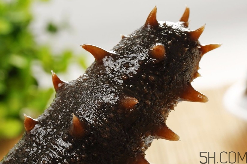 海參是海鮮嗎？海參是動物還是植物？