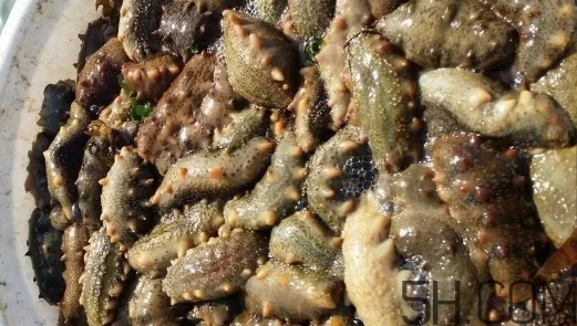 海參顏色深好還是淺好？海參顏色發(fā)白時(shí)怎么回事？