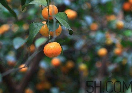 沙糖桔什么時(shí)候施鉀肥？沙糖桔什么時(shí)候種植
