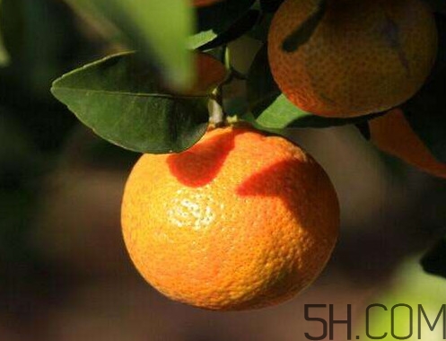 沙糖桔大的好吃還是小的？沙糖桔什么時(shí)候成熟