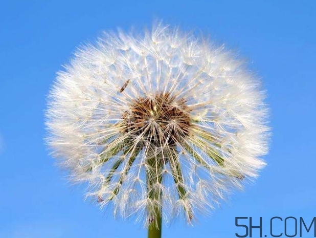 蒲公英能去胎毒嗎？吃什么可以去胎毒？