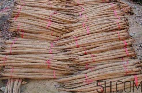 牛蒡用去皮嗎？牛蒡茶什么時候喝最好