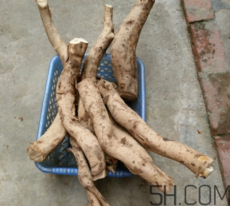 牛蒡是牛大力嗎？牛蒡和牛大力的區(qū)別