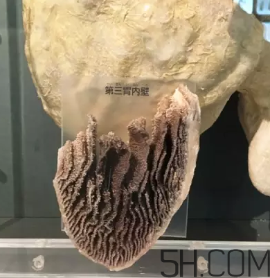 牛百葉和毛肚是一個東西嗎？牛百葉上面有層黑皮能吃嗎？